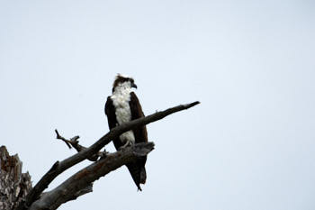 Wildlife Yellowstone<br>NIKON D4, 850 mm, 640 ISO,  1/1600 sec,  f : 8 